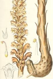 Attēlu rezultāti vaicājumam “Orobanche elatior flower”