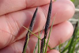 Attēlu rezultāti vaicājumam “Carex nigra”