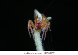 Attēlu rezultāti vaicājumam “Cheiracanthium sp. male”