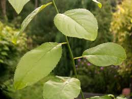 Attēlu rezultāti vaicājumam “Prunus cerasifera var. divaricata”