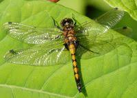 Attēlu rezultāti vaicājumam “Leucorrhinia pectoralis”