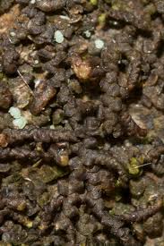 Attēlu rezultāti vaicājumam “Frullania dilatata”