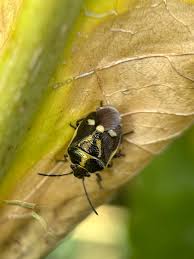 Attēlu rezultāti vaicājumam “Eurydema oleracea”