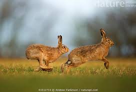 Attēlu rezultāti vaicājumam “Lepus europaeus adult”