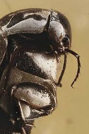 Attēlu rezultāti vaicājumam “Mordellidae”