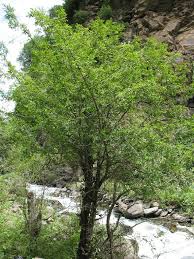 Attēlu rezultāti vaicājumam “Taxus wallichiana”