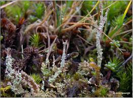 Attēlu rezultāti vaicājumam “Cladonia squamosa”