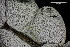 Attēlu rezultāti vaicājumam “Didymium tussilaginis sessile”