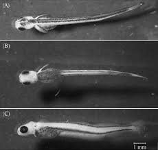 Image result for Coregonus huntsmani