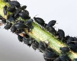 Attēlu rezultāti vaicājumam “Aphis farinosa”