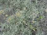 <b>Achyrocline</b> satureioides
