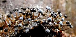 Attēlu rezultāti vaicājumam “Physarum bryocorticola”