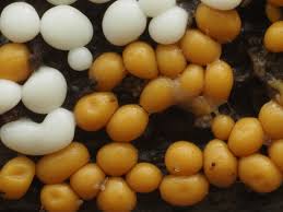 Attēlu rezultāti vaicājumam “Trichia varia”