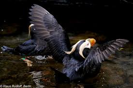 Image result for Fratercula cirrhata