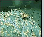 Attēlu rezultāti vaicājumam “Phalangium opilio”