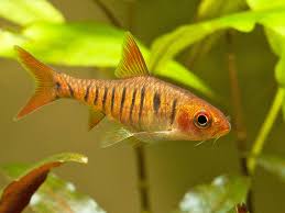 Image result for Barbus barbus