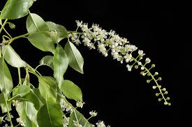 Attēlu rezultāti vaicājumam “Prunus serotina flower”