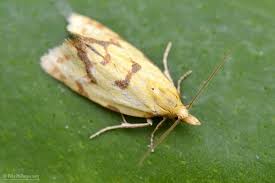 Attēlu rezultāti vaicājumam “Agapeta hamana”