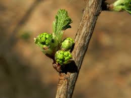 Attēlu rezultāti vaicājumam “Ribes spicatum”