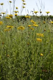 Attēlu rezultāti vaicājumam “Anthemis tinctoria leaf”