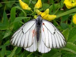 Attēlu rezultāti vaicājumam “Aporia crataegi male”