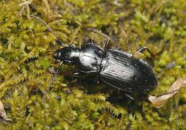 Attēlu rezultāti vaicājumam “Pterostichus oblongopunctatus”