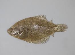 Image result for Paralichthys albigutta