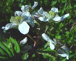 Attēlu rezultāti vaicājumam “Rubus plicatus flower”