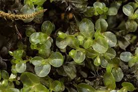 Attēlu rezultāti vaicājumam “Rhizomnium punctatum sporophyte”