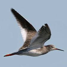 Attēlu rezultāti vaicājumam “Tringa totanus”