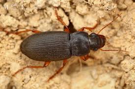 Attēlu rezultāti vaicājumam “Pseudoophonus rufipes”