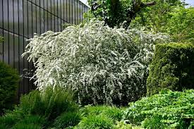 Attēlu rezultāti vaicājumam “Cotoneaster multiflorus”