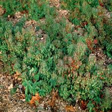 Attēlu rezultāti vaicājumam “Forsythia viridissima”