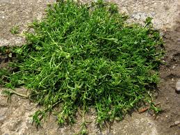 Attēlu rezultāti vaicājumam “Sagina procumbens”