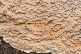 Attēlu rezultāti vaicājumam “Skeletocutis odora”