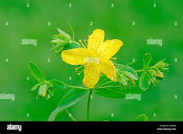 Attēlu rezultāti vaicājumam “Hypericum maculatum leaf”