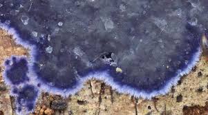 Attēlu rezultāti vaicājumam “Diatrype disciformis”