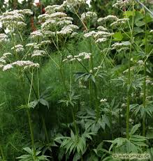 Image result for Baldrian