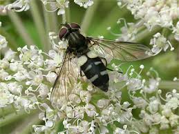 Attēlu rezultāti vaicājumam “Leucozona glaucia”