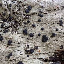 Attēlu rezultāti vaicājumam “Mycoblastus sanguinarius”