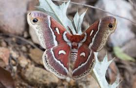 Attēlu rezultāti vaicājumam “Saturniidae”