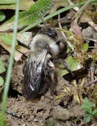 Attēlu rezultāti vaicājumam “Andrena vaga”