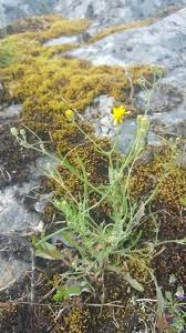 Attēlu rezultāti vaicājumam “Crepis tectorum flower”