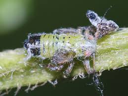 Attēlu rezultāti vaicājumam “Psylla alni”