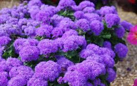 Image result for Leberbalsam