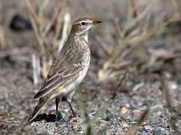 Image result for Anthus spinoletta