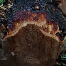 Attēlu rezultāti vaicājumam “Perenniporia medulla-panis”