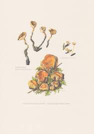 Attēlu rezultāti vaicājumam “Caloscypha fulgens”