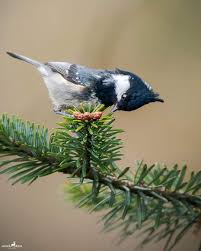 Attēlu rezultāti vaicājumam “Periparus ater adult”
