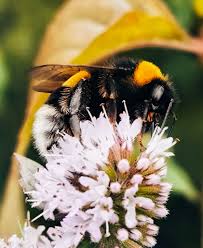 Attēlu rezultāti vaicājumam “Bombus terrestris”